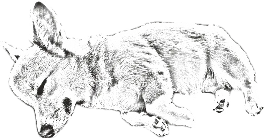 Pencil sketch of the same corgi, asleep belly up