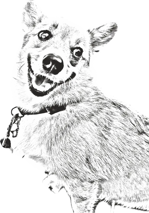 Pencil sketch of a corgi, mid-smile