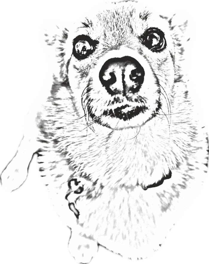 Pencil sketch of the same corgi, looking up at the camera